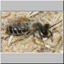 Andrena flavipes - Sandbiene m001a 10mm - Sandgrube Niedringhaussee-det.jpg